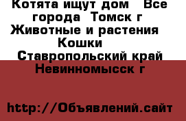 Котята ищут дом - Все города, Томск г. Животные и растения » Кошки   . Ставропольский край,Невинномысск г.